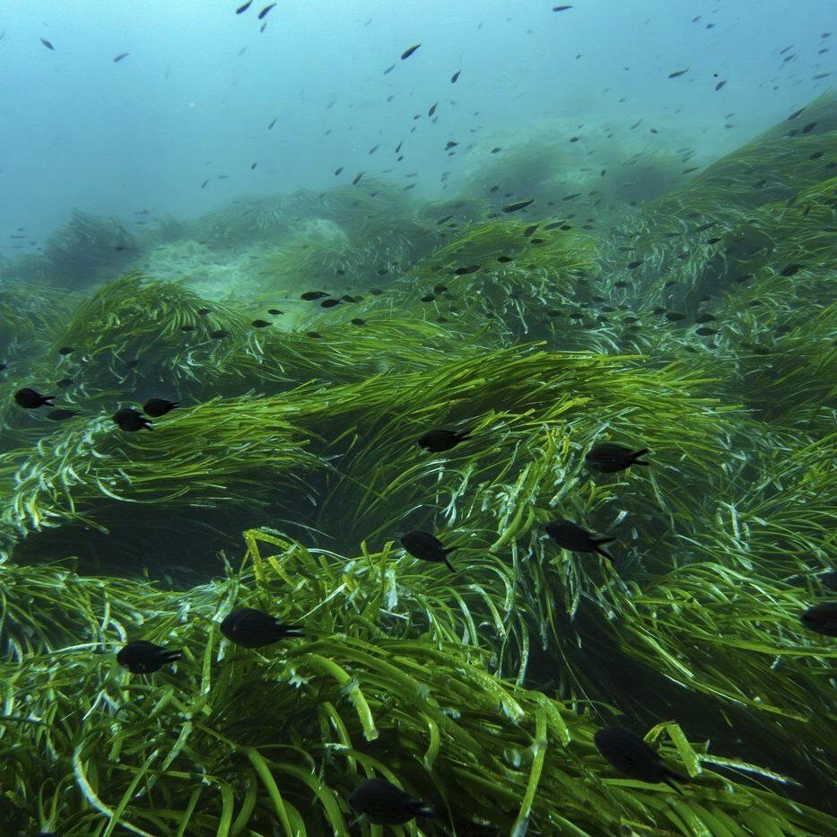 The UN Ocean Conference tries to turn promises into protection